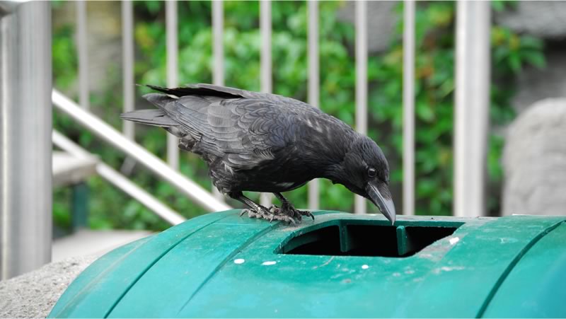 鳥種別の鳥害対策 日本鳩対策センター