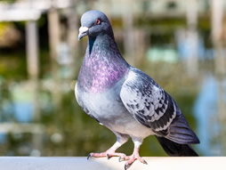 日本鳩対策センター 鳥害 鳩害対策 鳩駆除 撃退 退治 行います