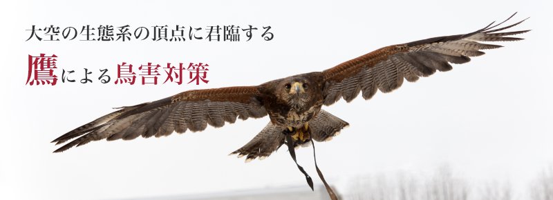 鷹匠 鳩対策イメージ