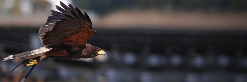 鳩やカラスを追い払うと共に防鳥施工を行うことで効果的な鳥害対策を