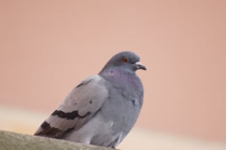 日本鳩対策センター