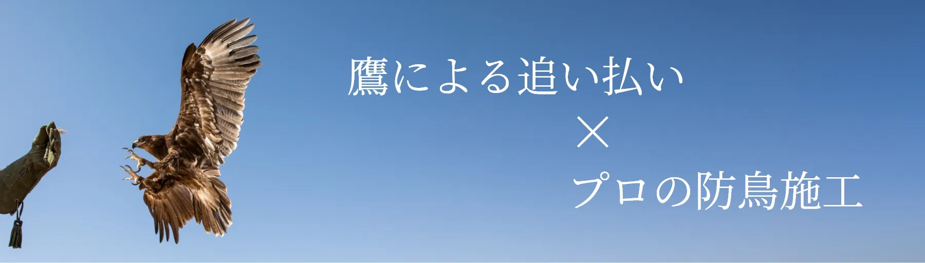 鷹による追い払い×プロの防鳥施工