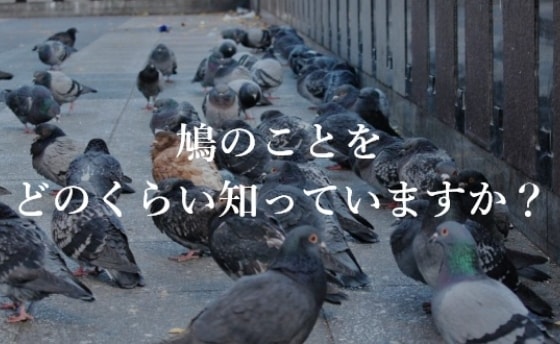 鳩の習性・生態