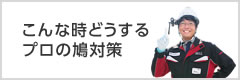 こんな時どうするプロの鳩対策