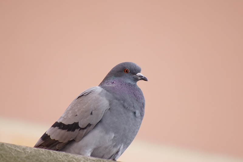 鳩による感染症 日本鳩対策センター