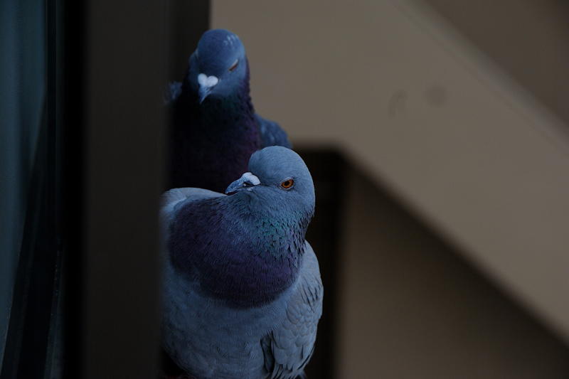 鳩の羽毛に潜むノミとダニの被害 日本鳩対策センター