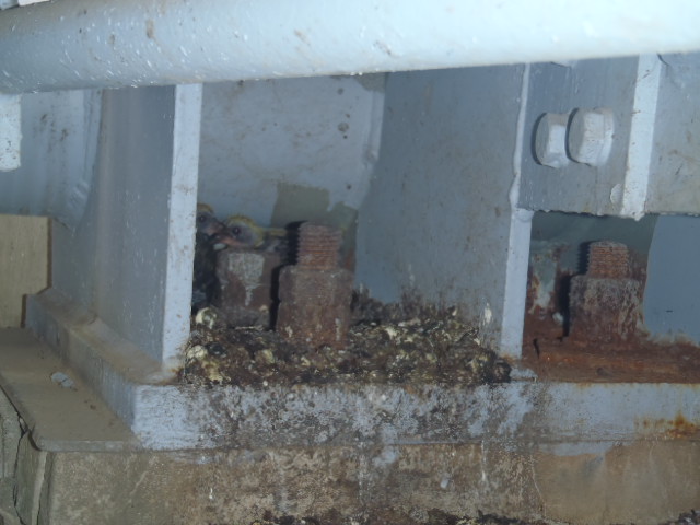 雛を発見！！！