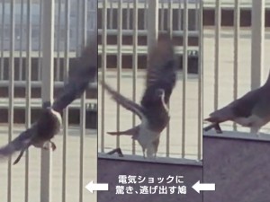 磁石やcdを吊るすと鳩よけになるってホント 日本鳩対策センター