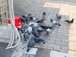 鳩は何を食べているの 日本鳩対策センター