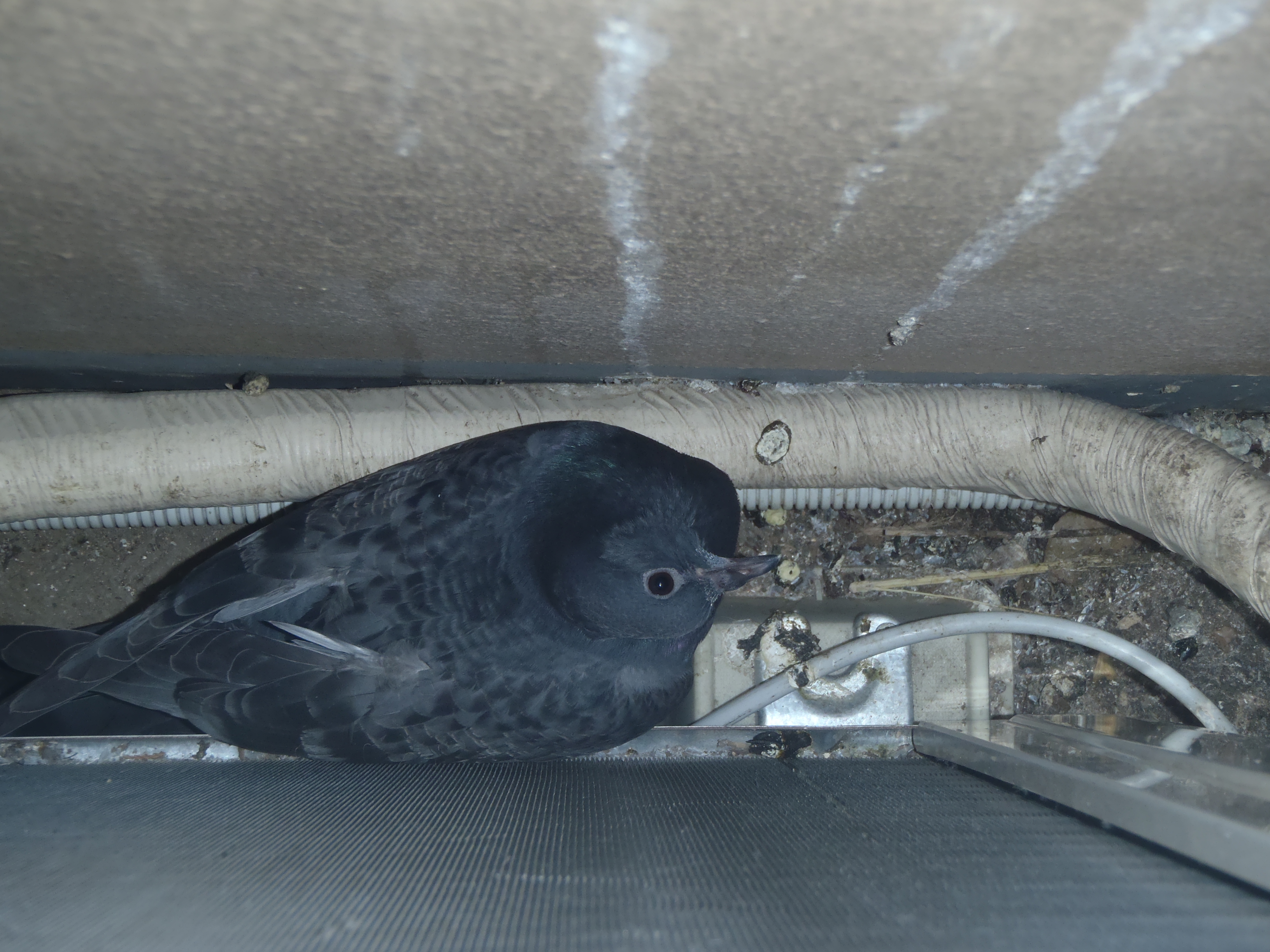 鳩はなぜ来るのか