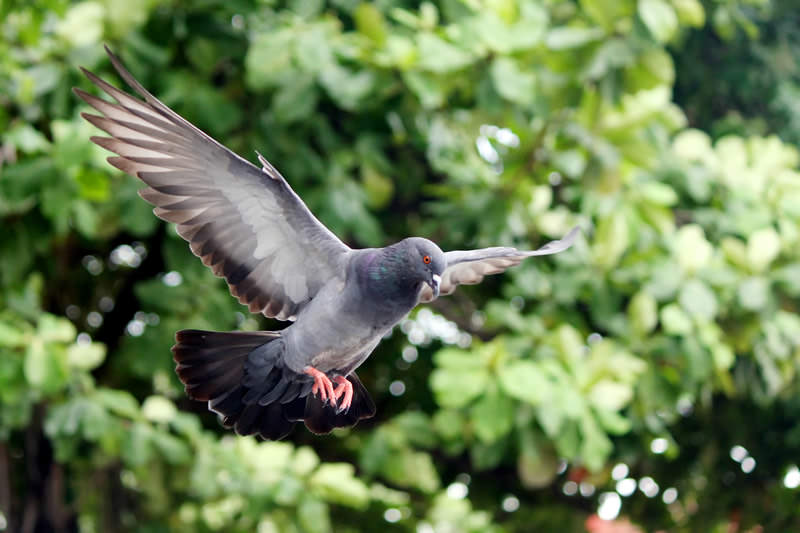 鳩はどこからやってきて どうやって入ってくるの 日本鳩対策センター