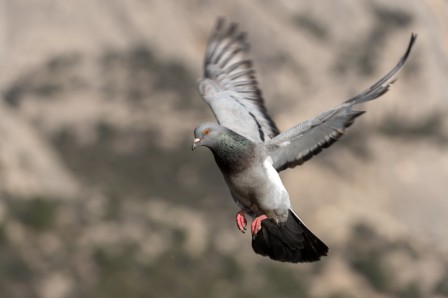 実は凶暴 鳩の縄張り意識と闘争本能 日本鳩対策センター