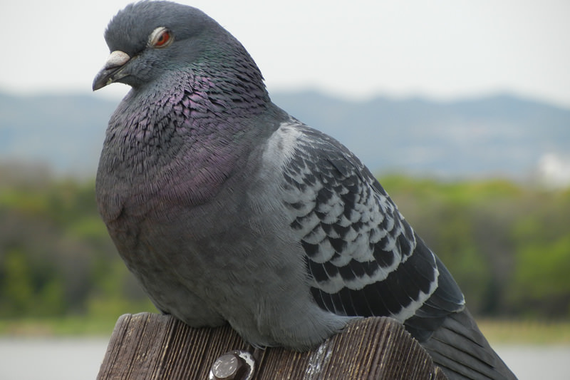 喘息の恐れもある 鳩が引き起こすアレルギー 日本鳩対策センター