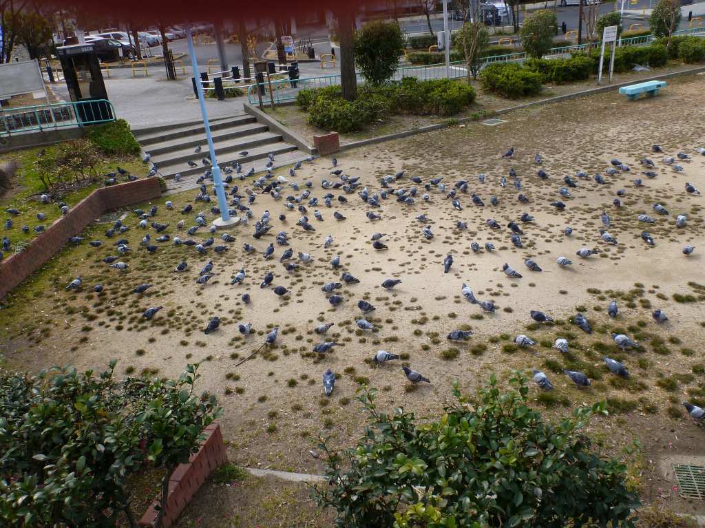 鳩の寿命って？