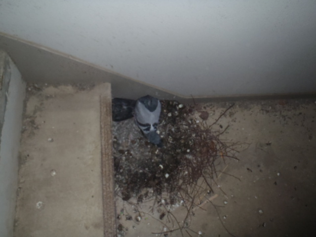 こんな所にも巣を発見！！