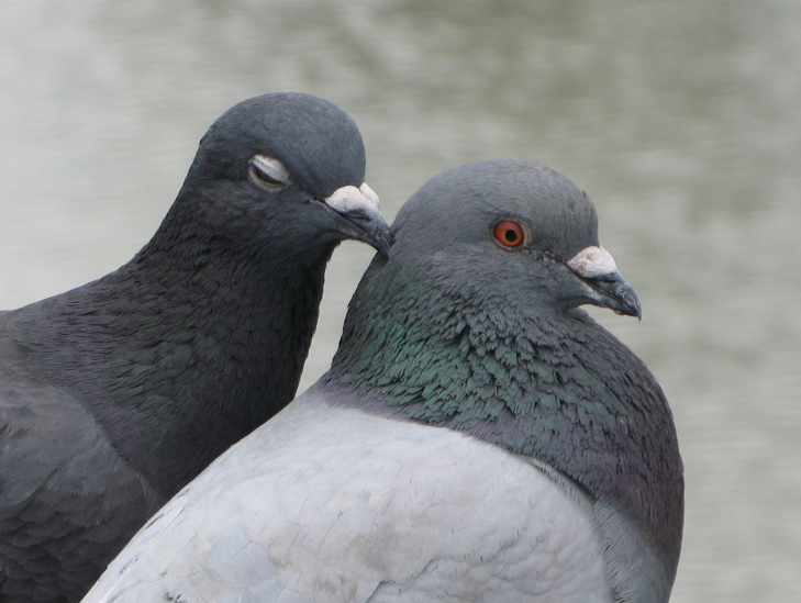 鳩のオスとメスの見分け方 日本鳩対策センター