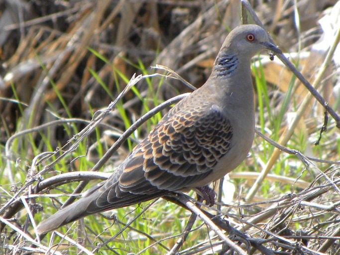 鳩の鳴き声って知ってます？