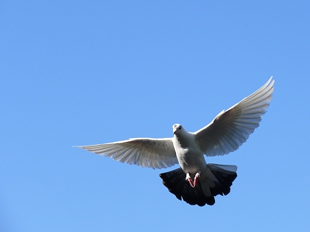 先日の鳩対策施工で思ったこと