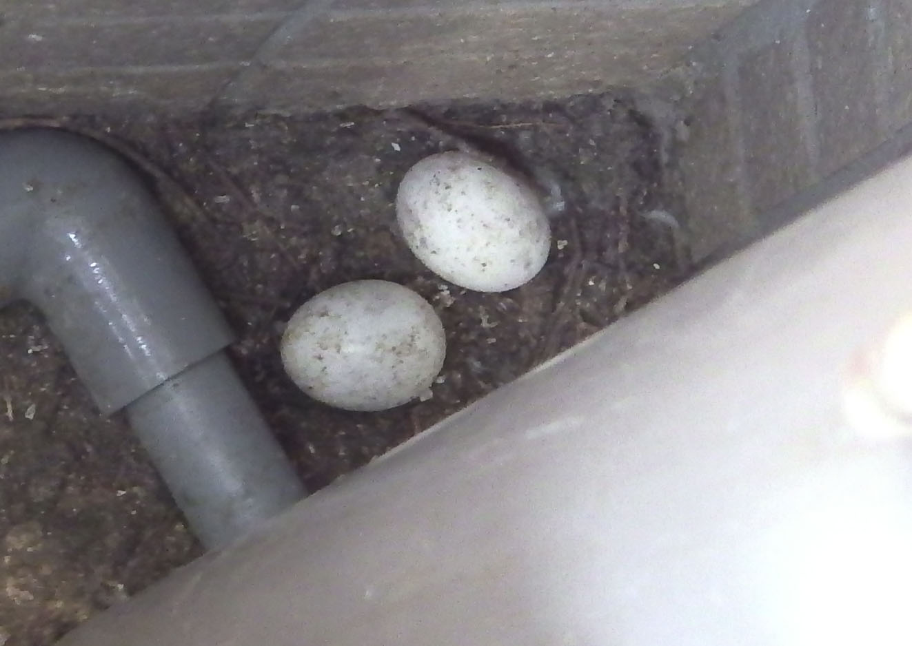 鳩の成長はどれくらいかかるのか？