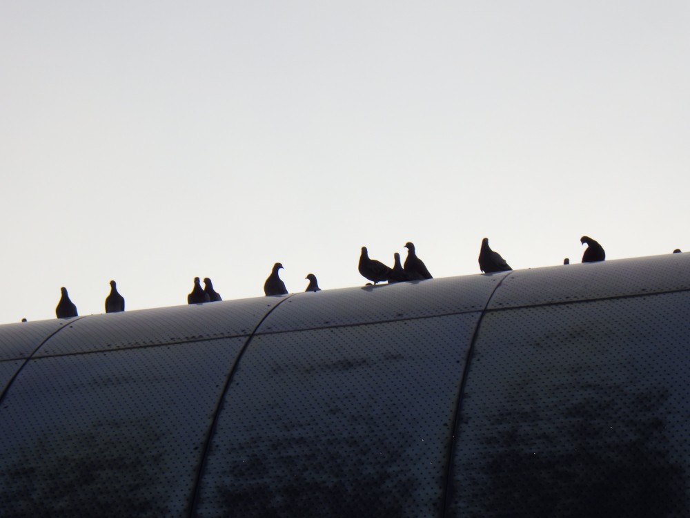 鳩の動きを観察しました