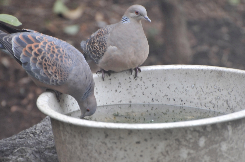 鳩の水の飲み方