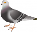 pigeon001