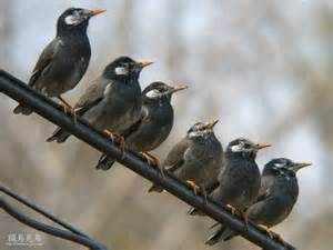 鳩以外の鳥害対策について