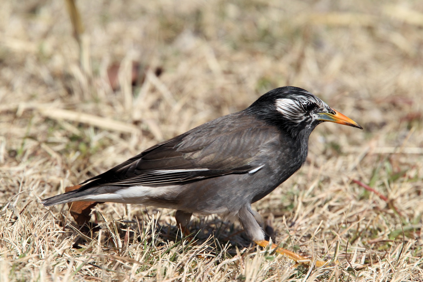 ムクドリの被害
