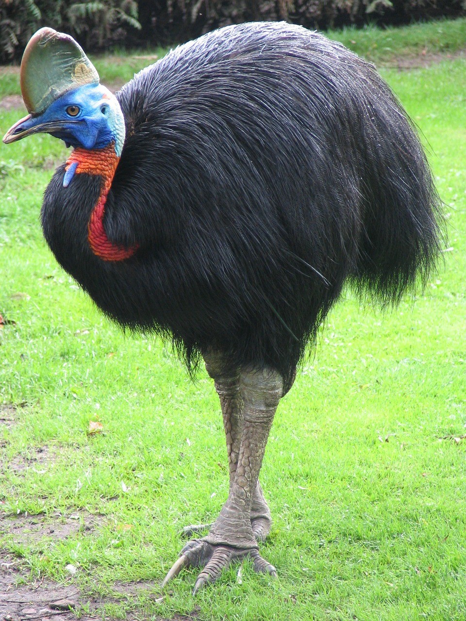 世界で最も危険な鳥は 日本鳩対策センター