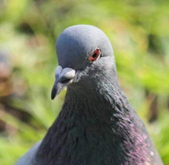 ちょっと気になる 鳩の鼻こぶ 日本鳩対策センター