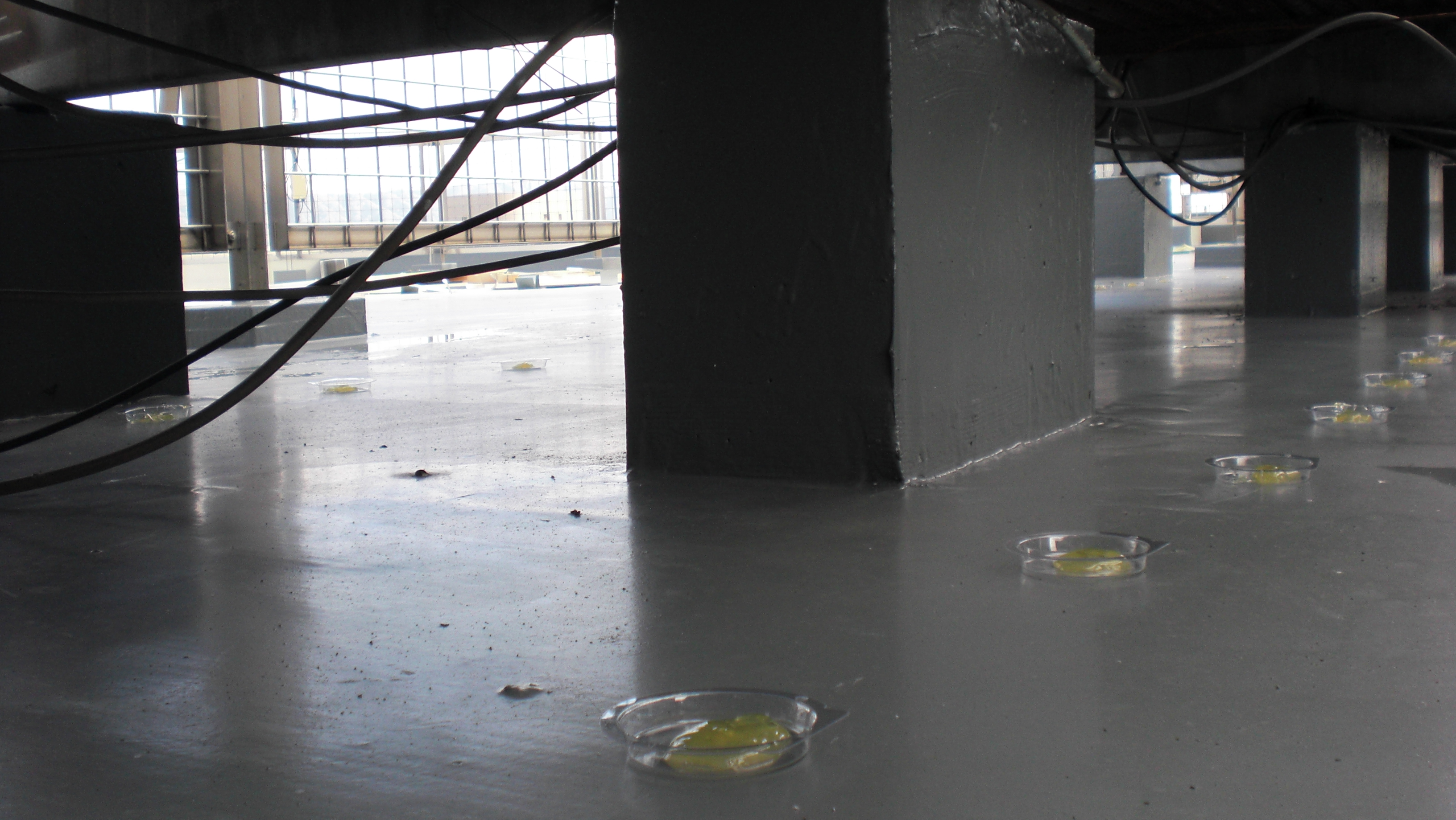 バードフリーを使ってみました。