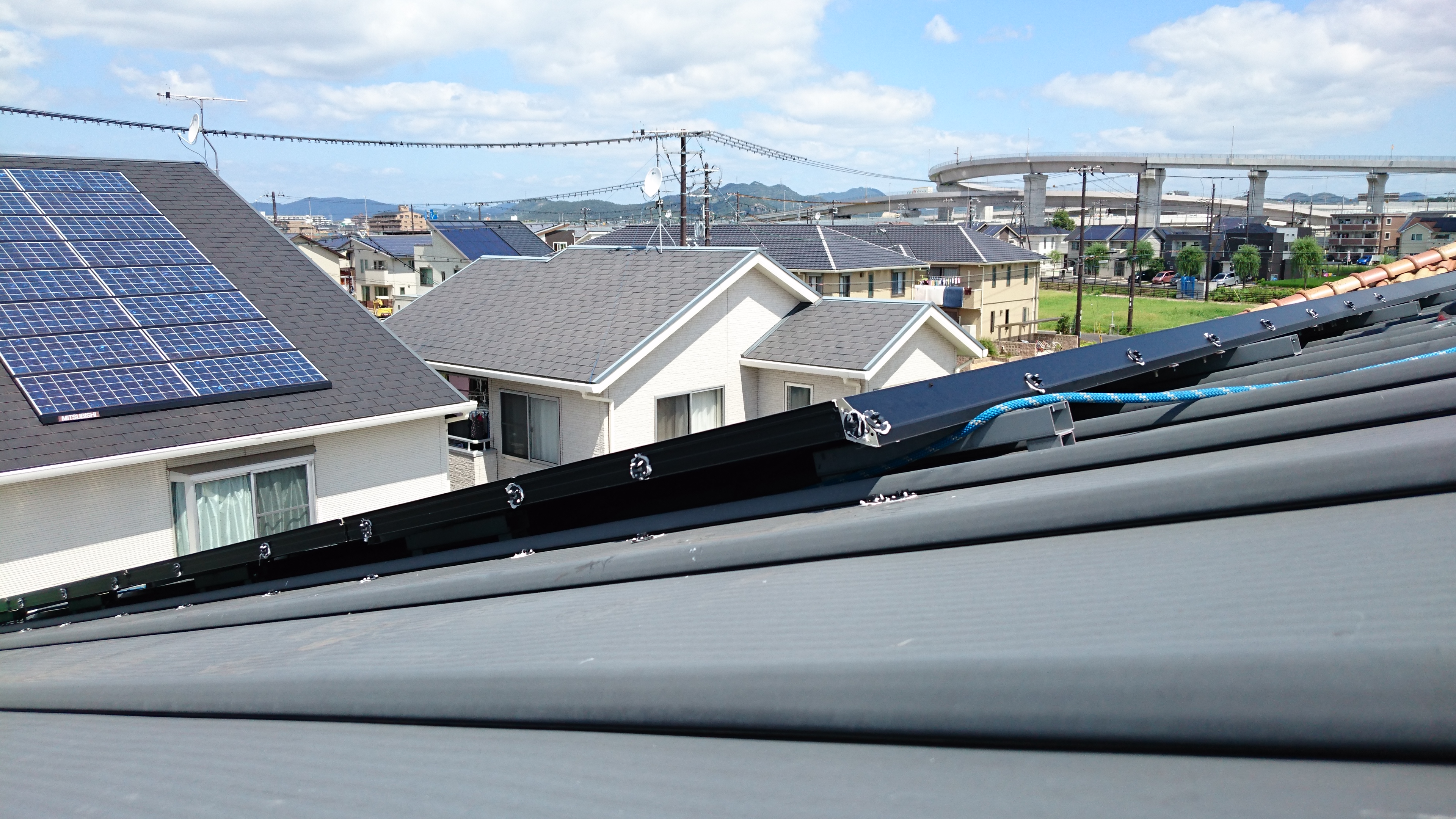 もう！しつこい！鳩の執着心について…