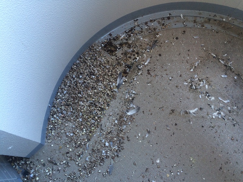 ハトを知る！ハトの糞害について～