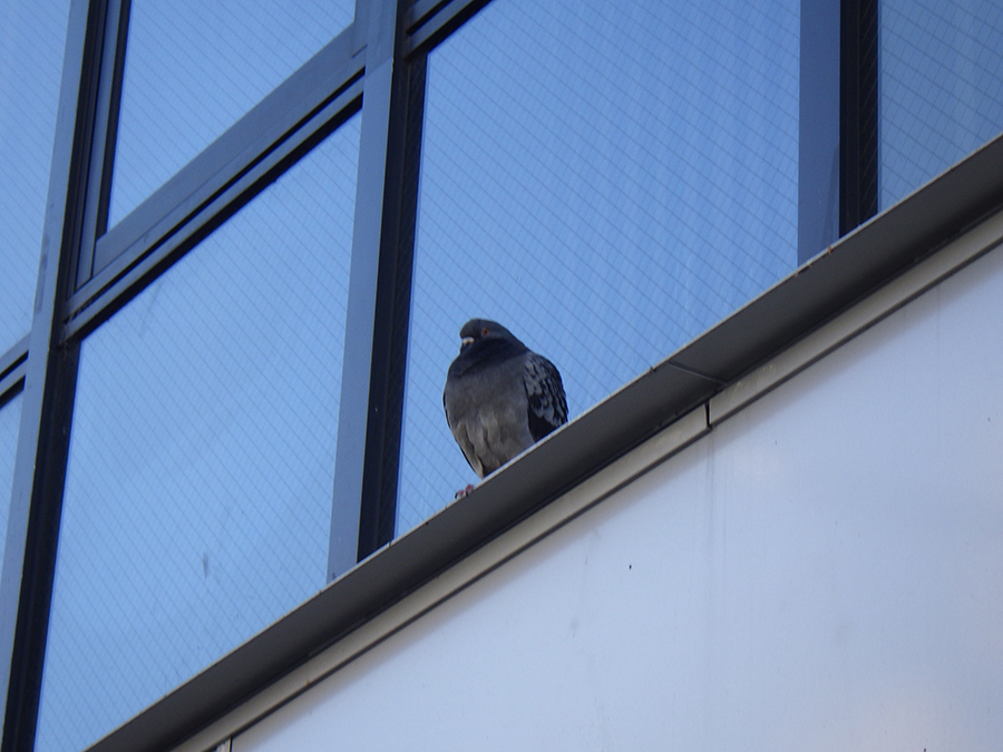 鳩を止まらせない剣山　ピーコンスパイクVST