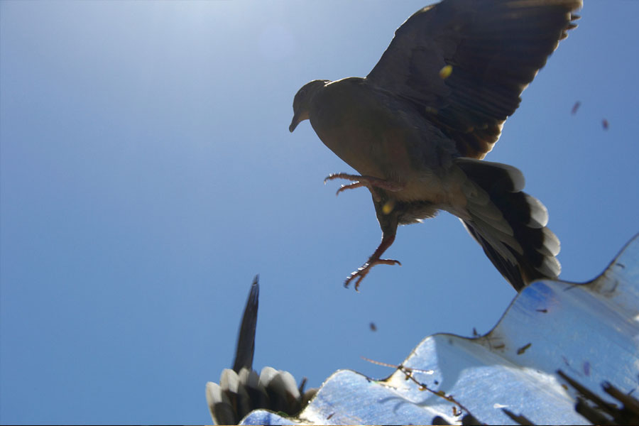 やっぱり凄い！？鳩の帰巣本能：スピードと精度