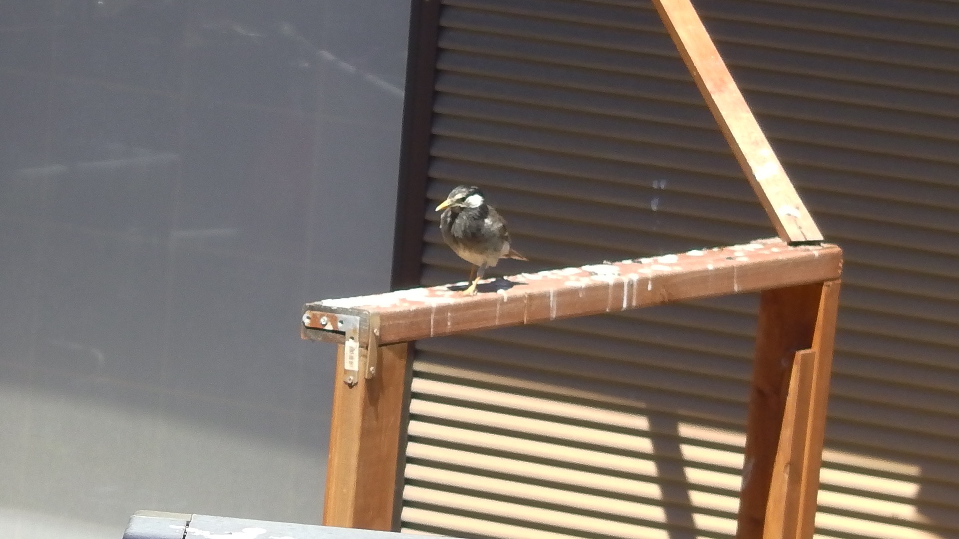 ムクドリも結構大変なんです。