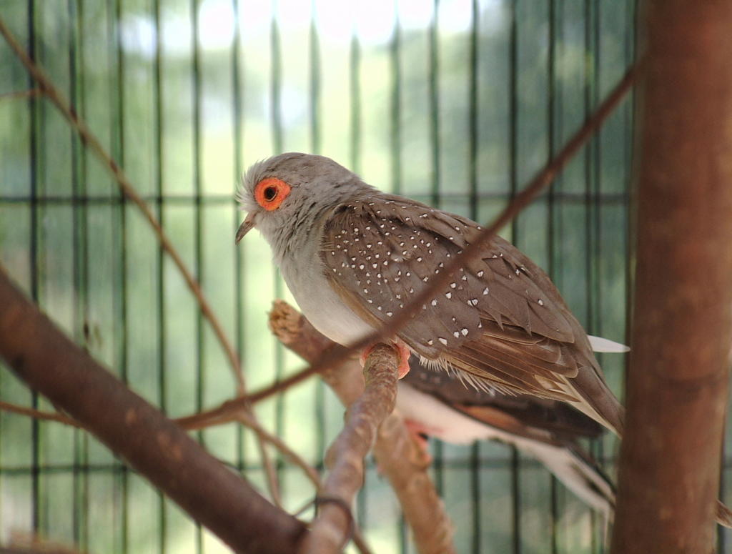 これはカワイイ！家で飼える鳩！