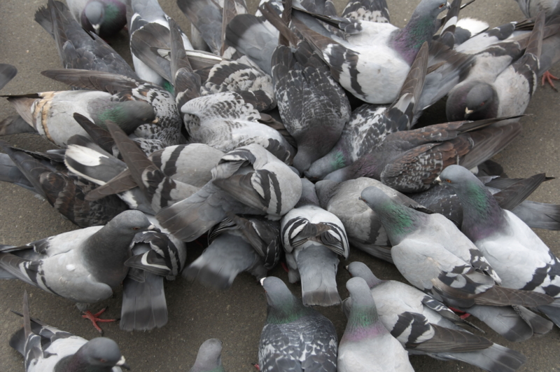 鳩のエサやりをしてはいけない理由 鳥害対策なら日本鳩対策センター 鳩のエサやりをしてはいけない理由 鳥害対策なら日本鳩対策センター