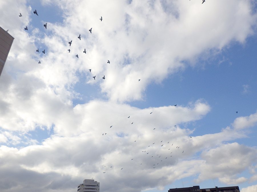 鳩は何羽いるでしょう??