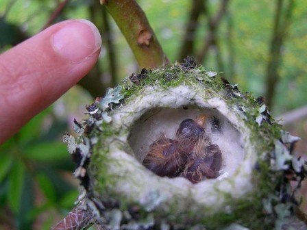 2-days-hatched-at-inch-long