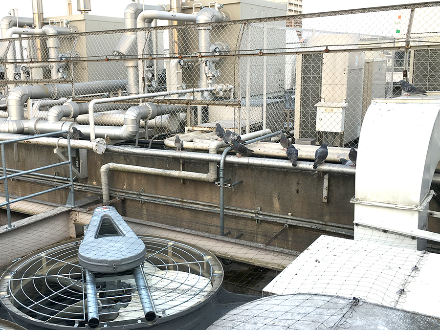 鳩は暖かいところが好き？