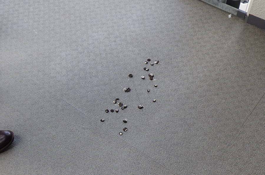 何の糞かわかりますか? 鳥害対策なら日本鳩対策センター