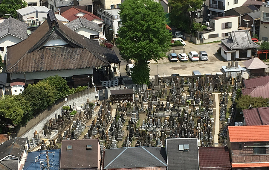 【鳩の餌場】鳩は墓場が好きなんです