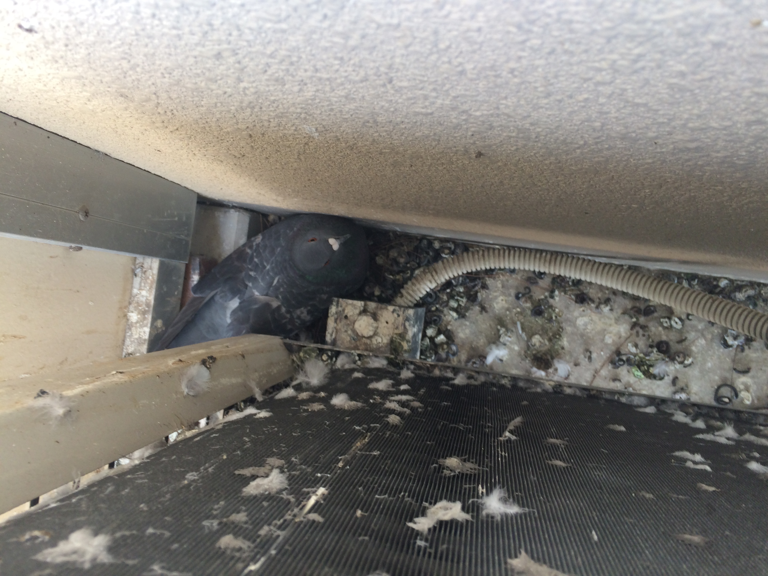 埼玉県　川口市　マンションベランダ　ピーコンネット施工