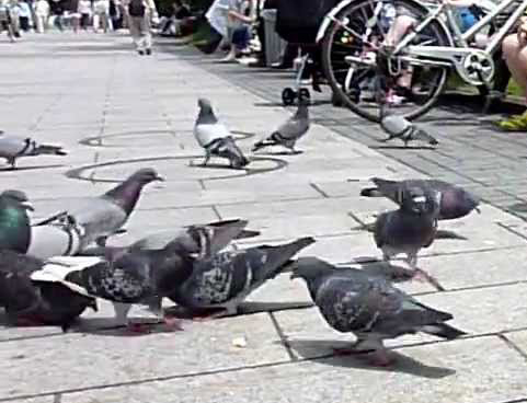 【鳩の餌場】鳩は公園が大好きなんです