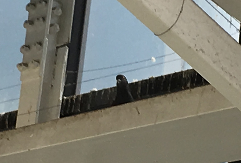 駅で見かけた鳩