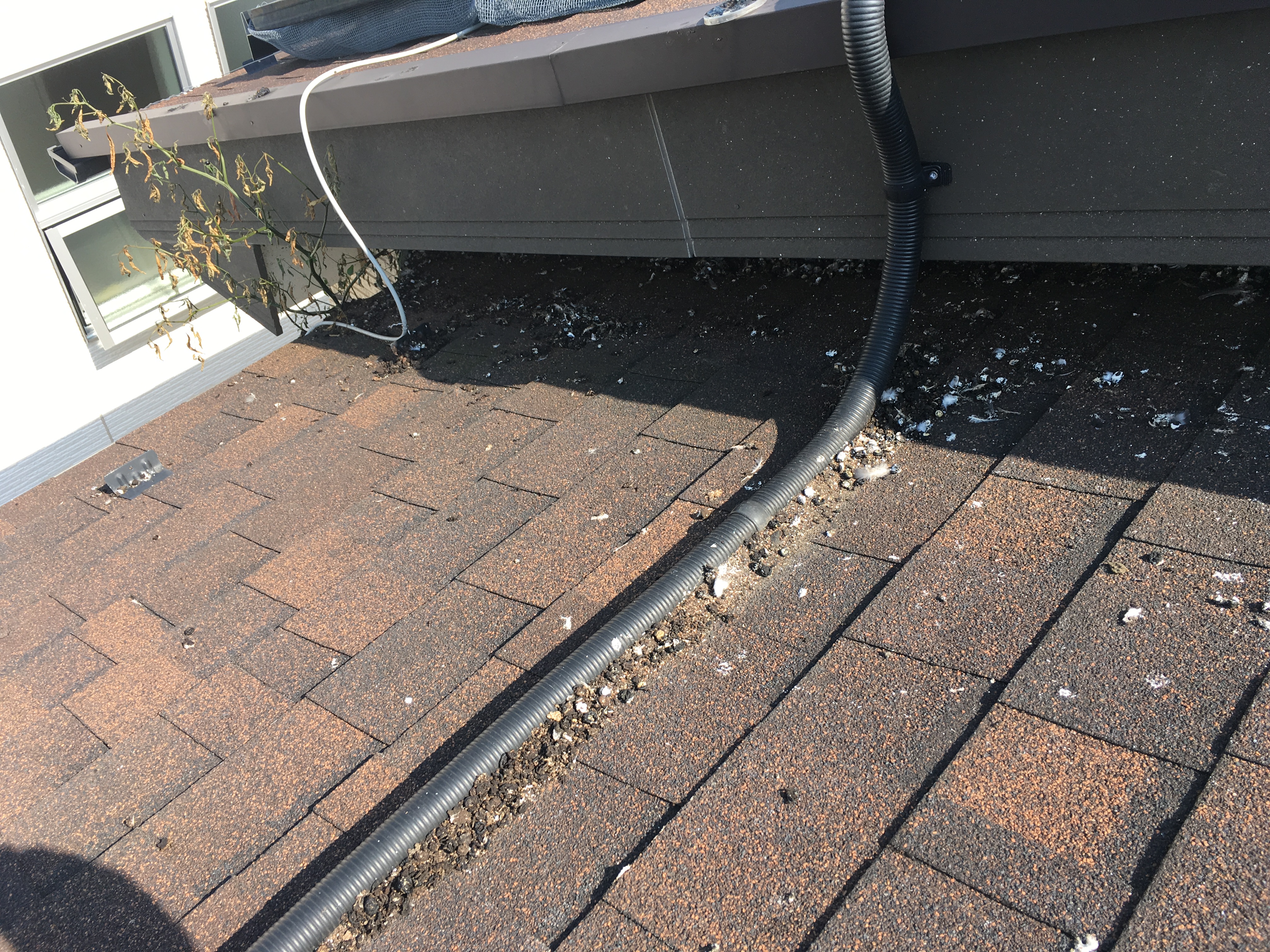 埼玉県吉川市　戸建住宅　屋根ピーコンスパイク・ネット施工