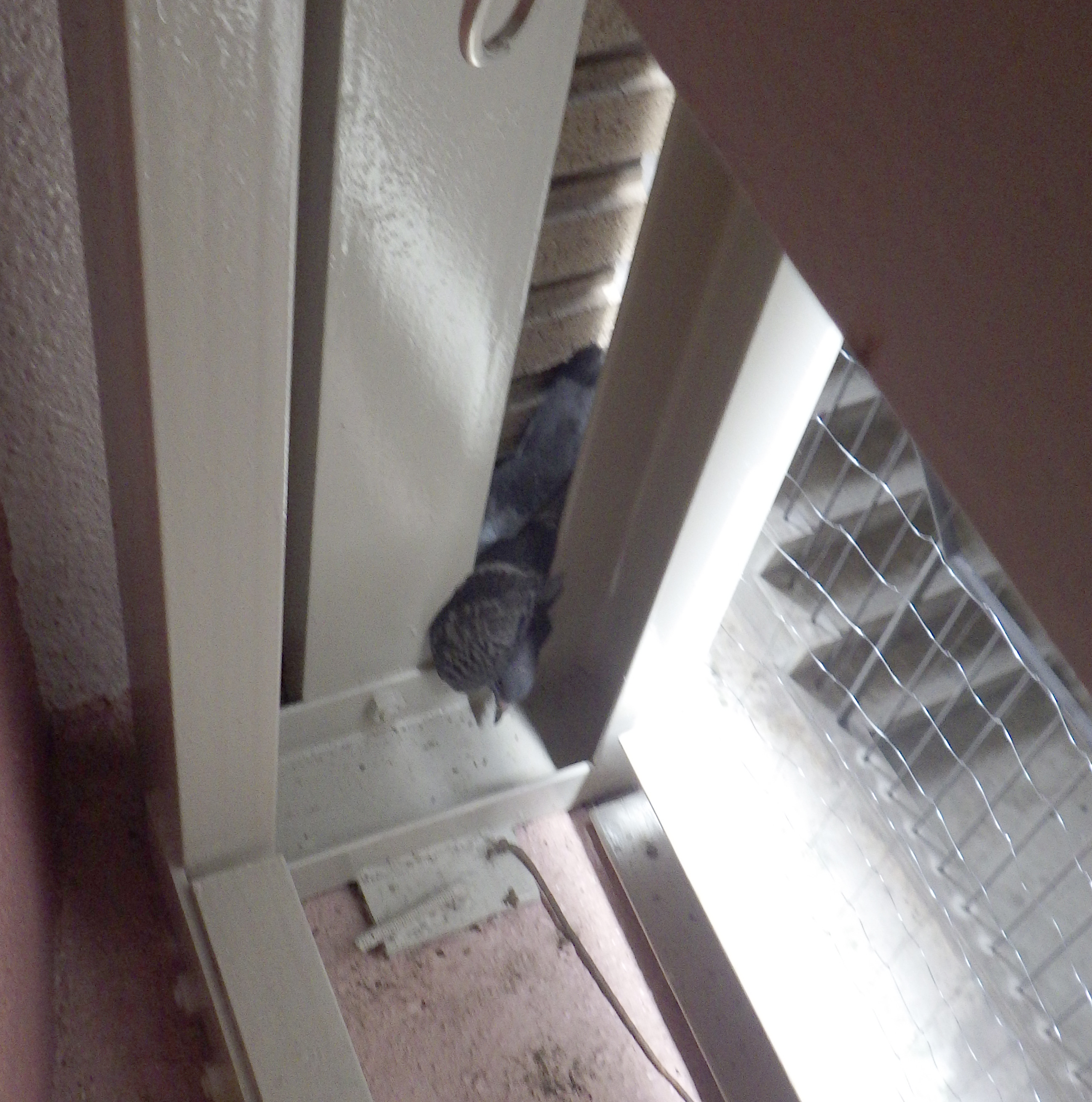 アクロバティックな鳩を目撃！