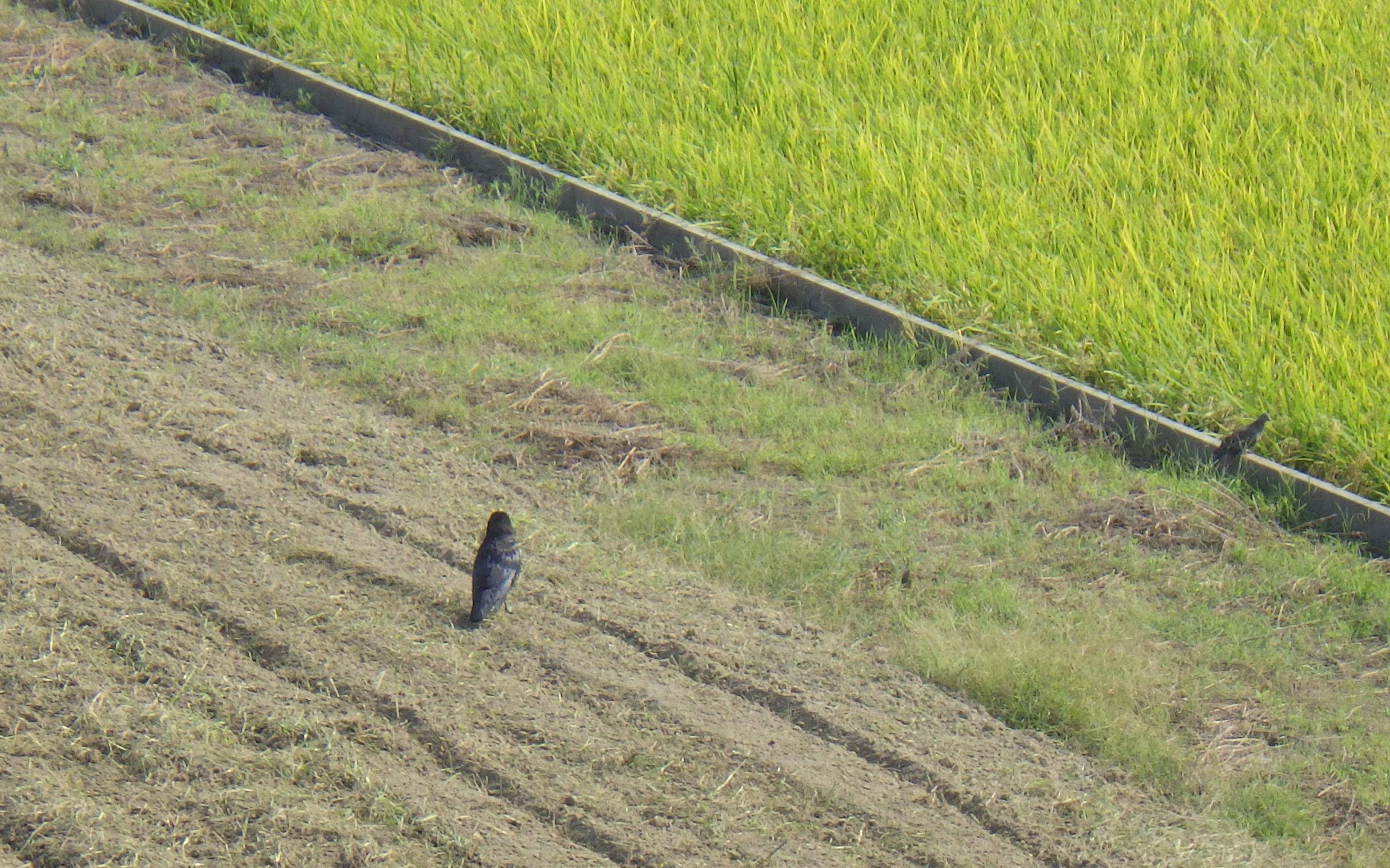カラスにとっては楽園？！