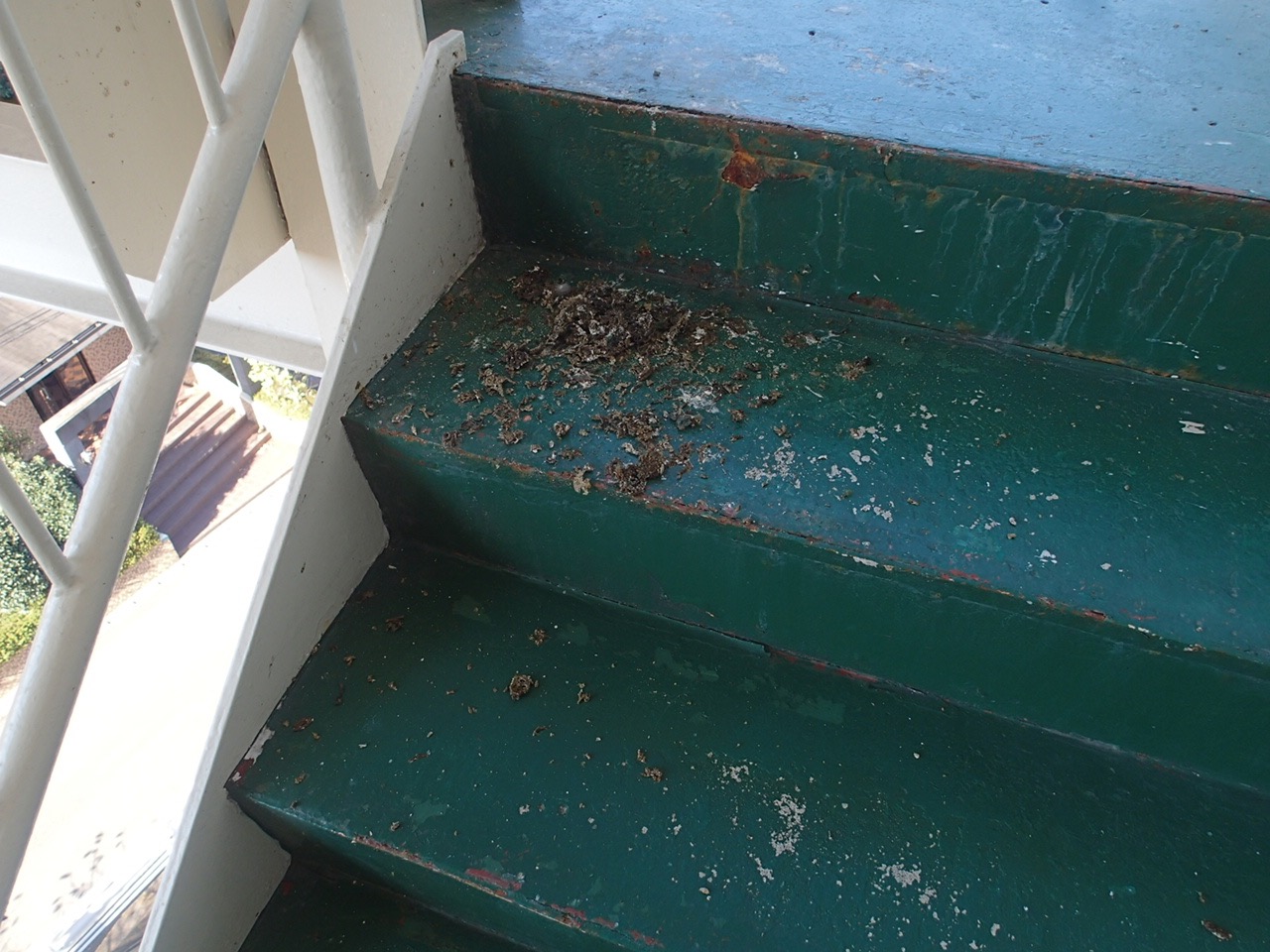 非常階段での鳩被害について